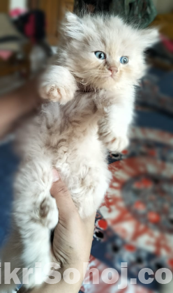 Traditional Persian male kitten